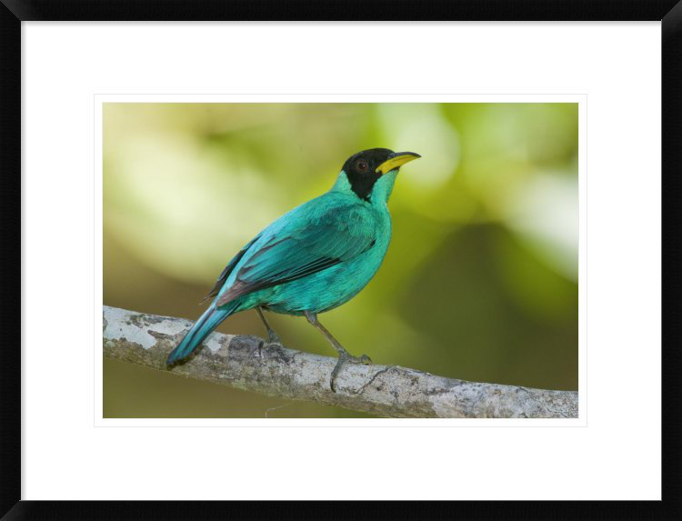 Global Gallery 'Green Honeycreeper Male, Costa Rica' Framed